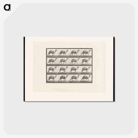 アートポストカード-Humpback Camel
 - エドワード マイブリッジ Postcard.