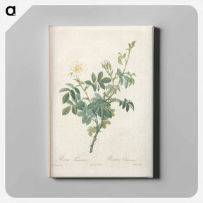 アートパネル-Rose illustration - ピエール ジョゼフ ルドゥーテ Canvas.