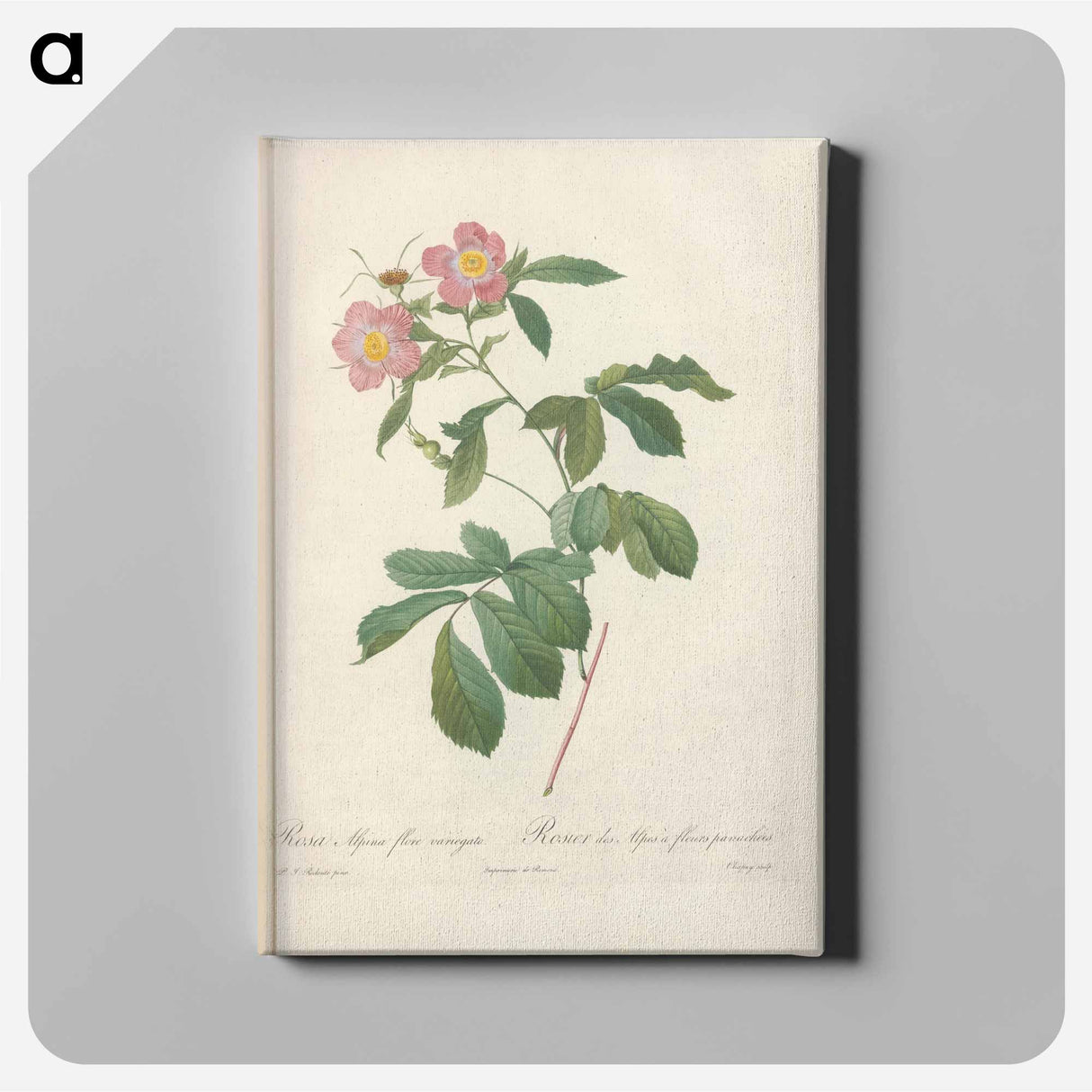 アートパネル-Rose illustration - ピエール ジョゼフ ルドゥーテ Canvas.