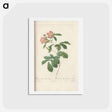 アートポストカード-Rose illustration - ピエール ジョゼフ ルドゥーテ Postcard.