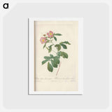 アートポストカード-Rose illustration - ピエール ジョゼフ ルドゥーテ Postcard.