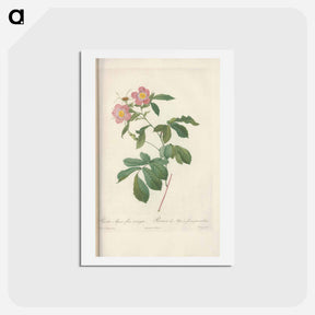アートポストカード-Rose illustration - ピエール ジョゼフ ルドゥーテ Postcard.