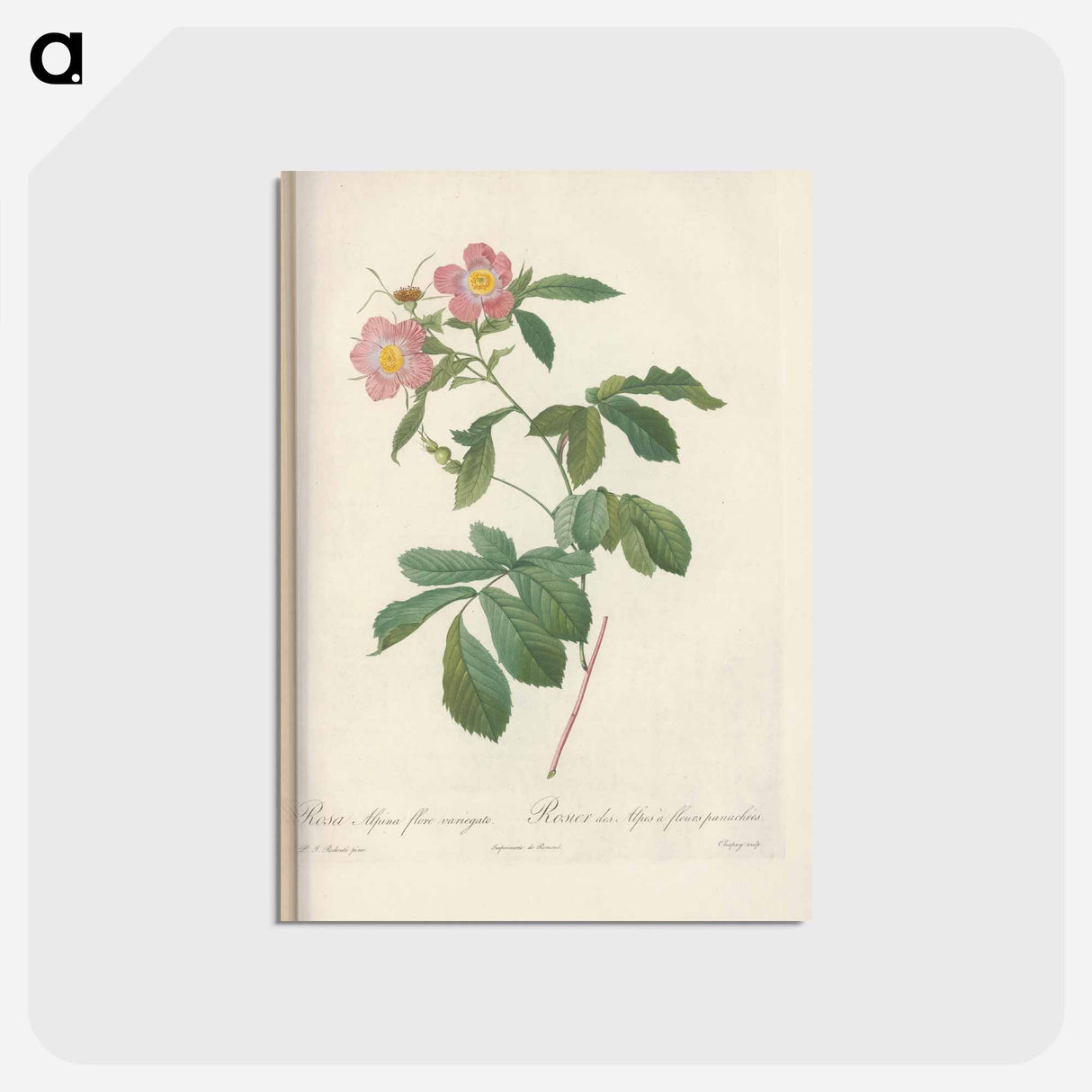 アートポストカード-Rose illustration - ピエール ジョゼフ ルドゥーテ Postcard.