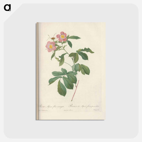 アートポストカード-Rose illustration - ピエール ジョゼフ ルドゥーテ Postcard.