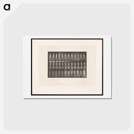 アートポストカード-Ascending Nude
 - エドワード マイブリッジ Postcard.
