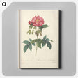 アートパネル-Rose illustration - ピエール ジョゼフ ルドゥーテ Canvas.