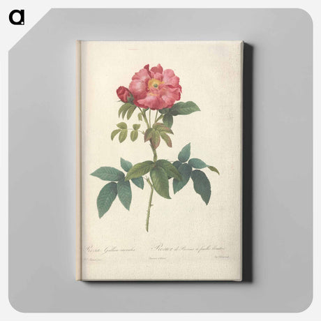 アートパネル-Rose illustration - ピエール ジョゼフ ルドゥーテ Canvas.