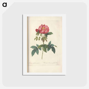 アートポストカード-Rose illustration - ピエール ジョゼフ ルドゥーテ Postcard.