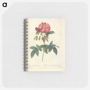 アートメモ帳-Rose illustration - ピエール ジョゼフ ルドゥーテ Memo.