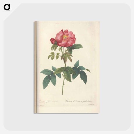 アートポストカード-Rose illustration - ピエール ジョゼフ ルドゥーテ Postcard.