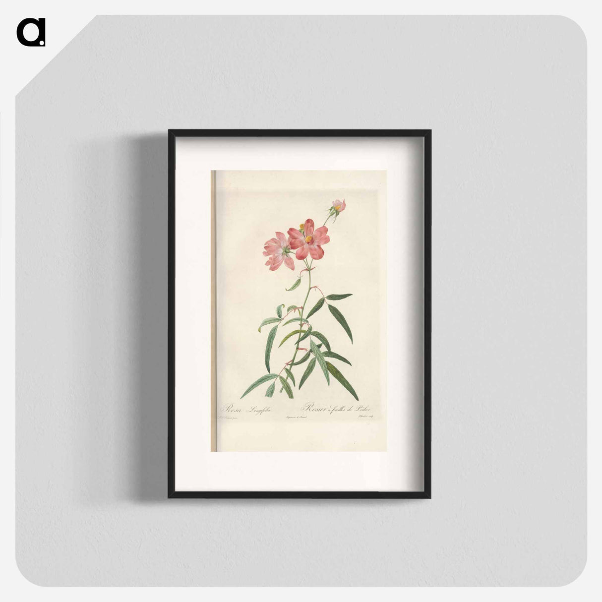 Rose illustration - Pierre Joseph Redouté Poster.