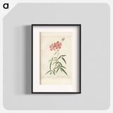 Rose illustration - Pierre Joseph Redouté Poster.