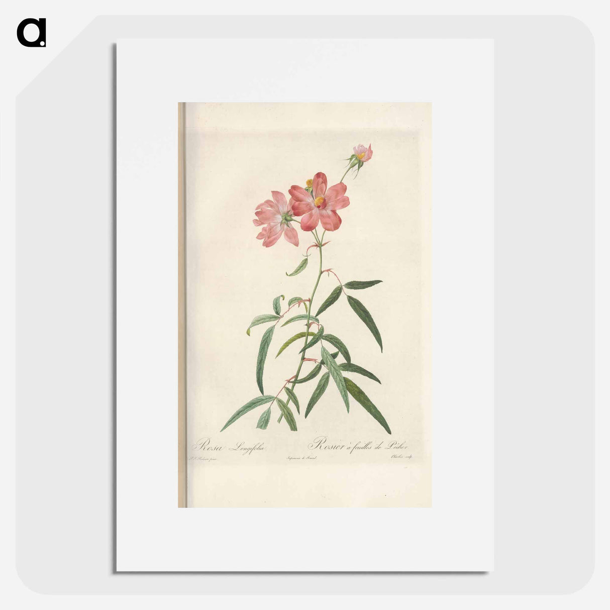 Rose illustration - Pierre Joseph Redouté Poster.