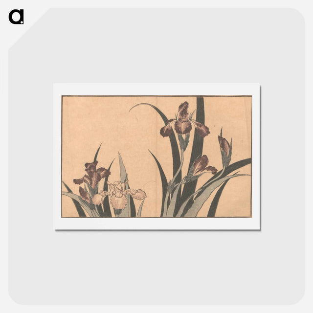 アートポストカード-Iris - 葛飾 北斎 Postcard.