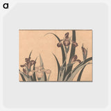 アートポストカード-Iris - 葛飾 北斎 Postcard.