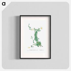 アートポスター-Mesembryanthemum expansum (Iceplant) - ピエール ジョゼフ ルドゥーテ Poster.