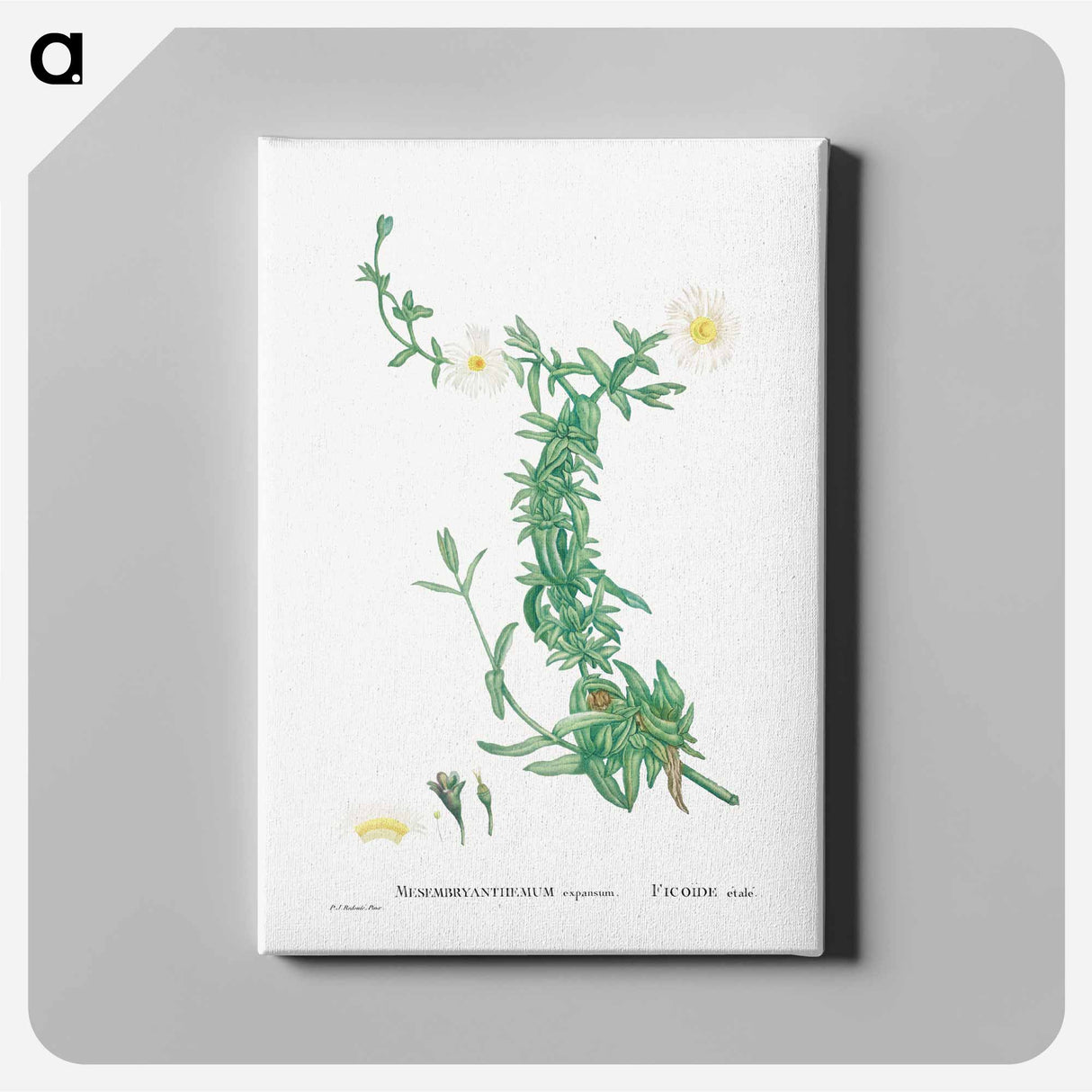 アートパネル-Mesembryanthemum expansum (Iceplant) - ピエール ジョゼフ ルドゥーテ Canvas.