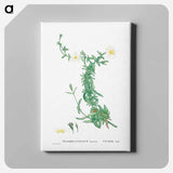 アートパネル-Mesembryanthemum expansum (Iceplant) - ピエール ジョゼフ ルドゥーテ Canvas.