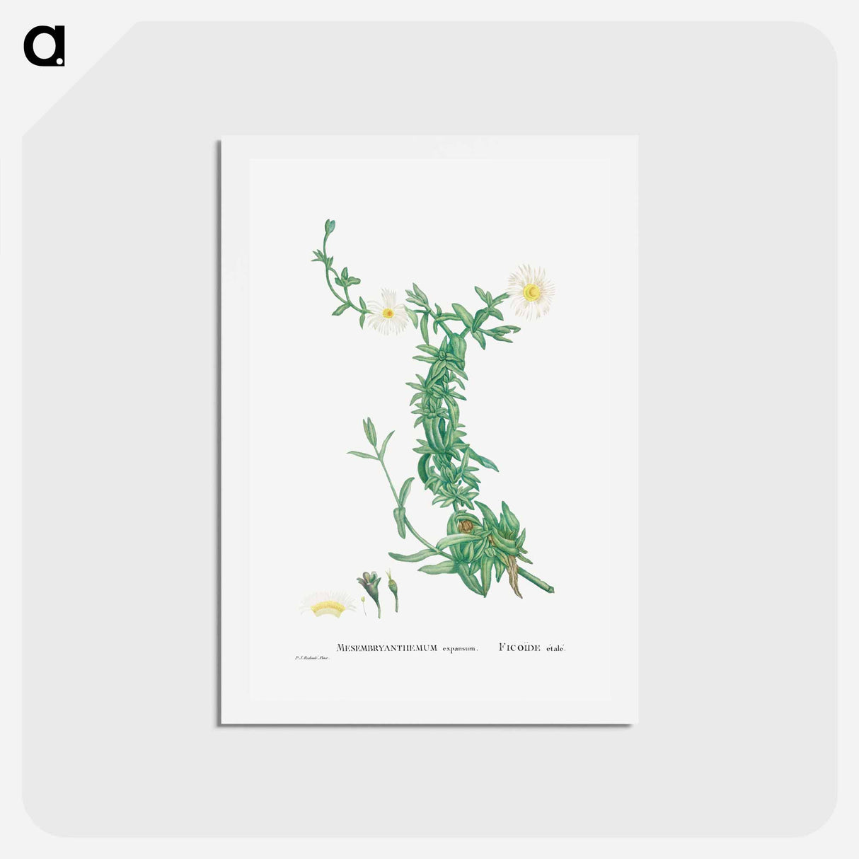 アートポストカード-Mesembryanthemum expansum (Iceplant) - ピエール ジョゼフ ルドゥーテ Postcard.