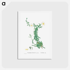 アートポストカード-Mesembryanthemum expansum (Iceplant) - ピエール ジョゼフ ルドゥーテ Postcard.