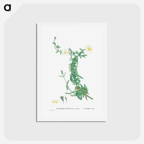 アートポストカード-Mesembryanthemum expansum (Iceplant) - ピエール ジョゼフ ルドゥーテ Postcard.