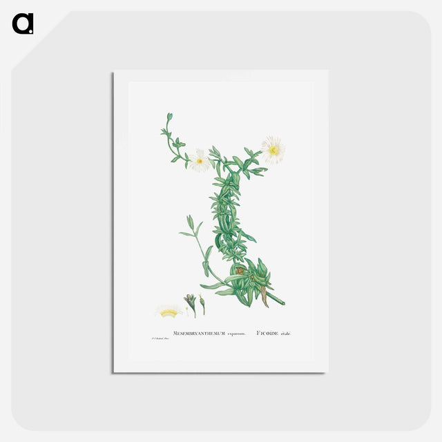 アートポストカード-Mesembryanthemum expansum (Iceplant) - ピエール ジョゼフ ルドゥーテ Postcard.