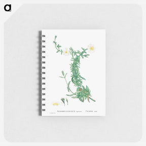 アートメモ帳-Mesembryanthemum expansum (Iceplant) - ピエール ジョゼフ ルドゥーテ Memo.