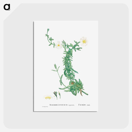 アートポストカード-Mesembryanthemum expansum (Iceplant) - ピエール ジョゼフ ルドゥーテ Postcard.
