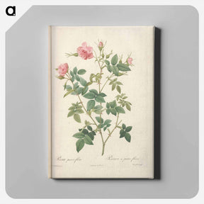 アートパネル-Rose illustration - ピエール ジョゼフ ルドゥーテ Canvas.