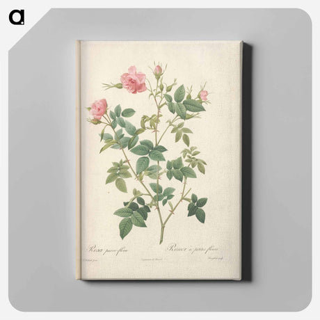 アートパネル-Rose illustration - ピエール ジョゼフ ルドゥーテ Canvas.