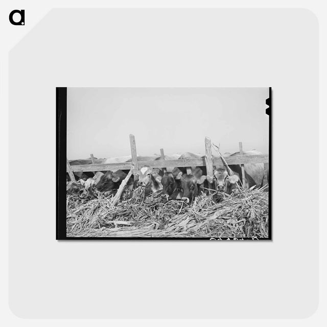 アートポストカード-Cows Feeding at Dairy
 - ラッセル リー Postcard.