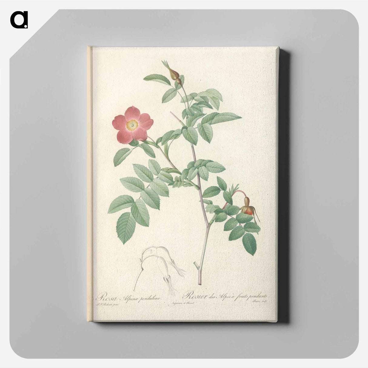 アートパネル-Rose illustration - ピエール ジョゼフ ルドゥーテ Canvas.