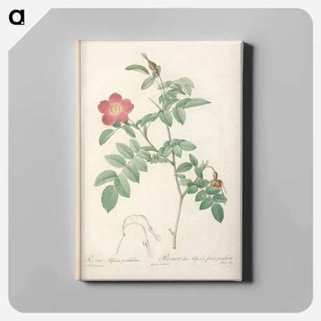 アートパネル-Rose illustration - ピエール ジョゼフ ルドゥーテ Canvas.