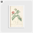 アートポストカード-Rose illustration - ピエール ジョゼフ ルドゥーテ Postcard.