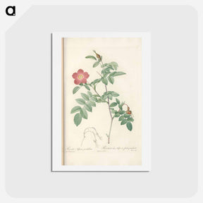 アートポストカード-Rose illustration - ピエール ジョゼフ ルドゥーテ Postcard.