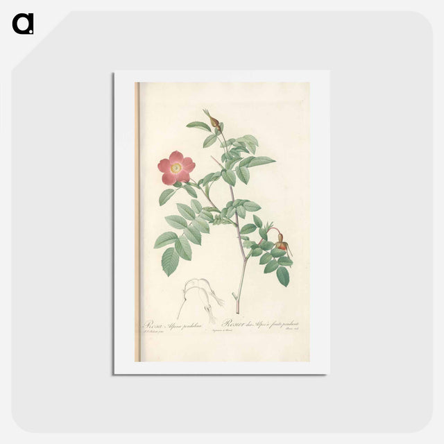 アートポストカード-Rose illustration - ピエール ジョゼフ ルドゥーテ Postcard.