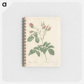 アートメモ帳-Rose illustration - ピエール ジョゼフ ルドゥーテ Memo.