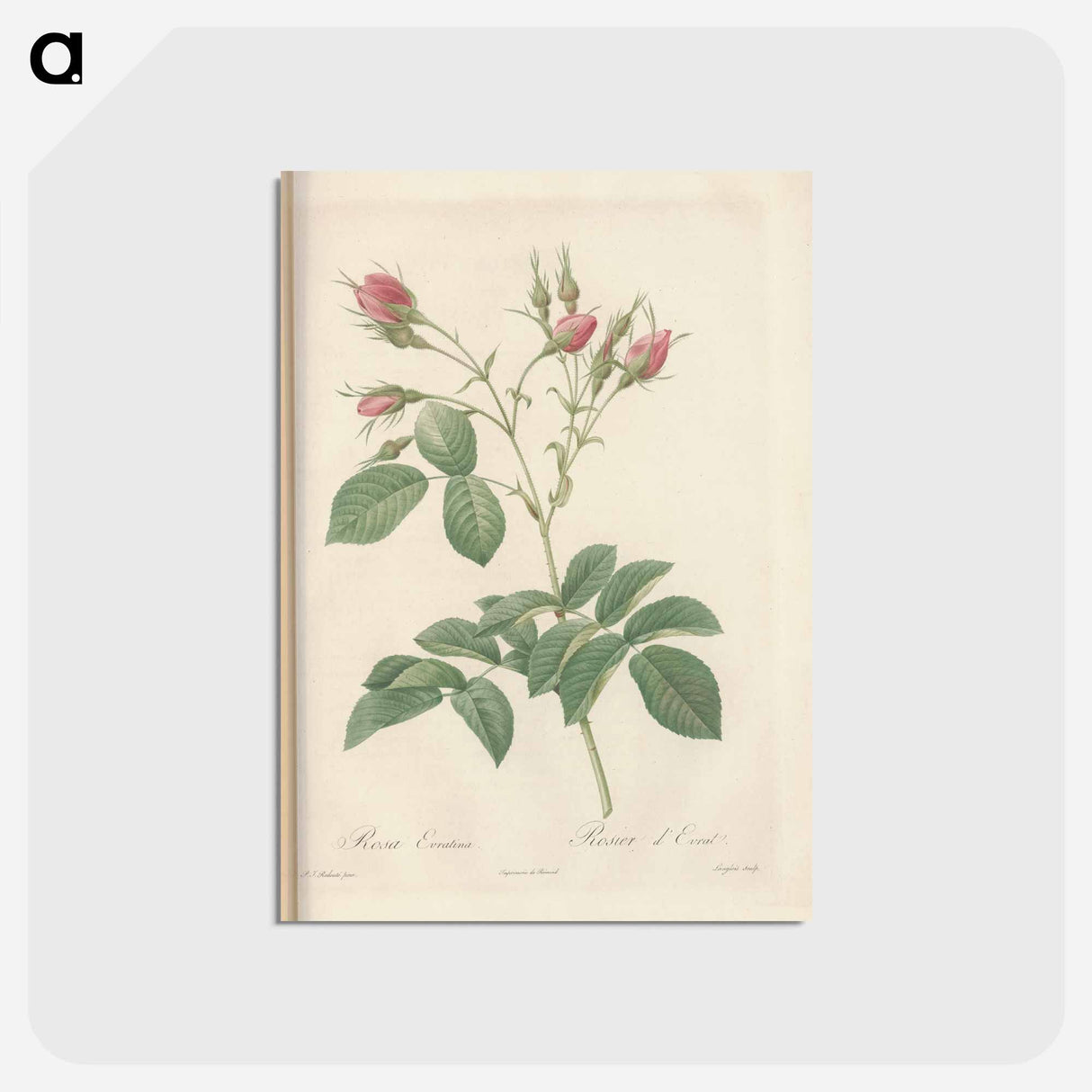 アートポストカード-Rose illustration - ピエール ジョゼフ ルドゥーテ Postcard.