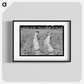アートポスター-Cotton Pickers
 - ラッセル リー Poster.
