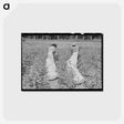 アートポストカード-Cotton Pickers
 - ラッセル リー Postcard.