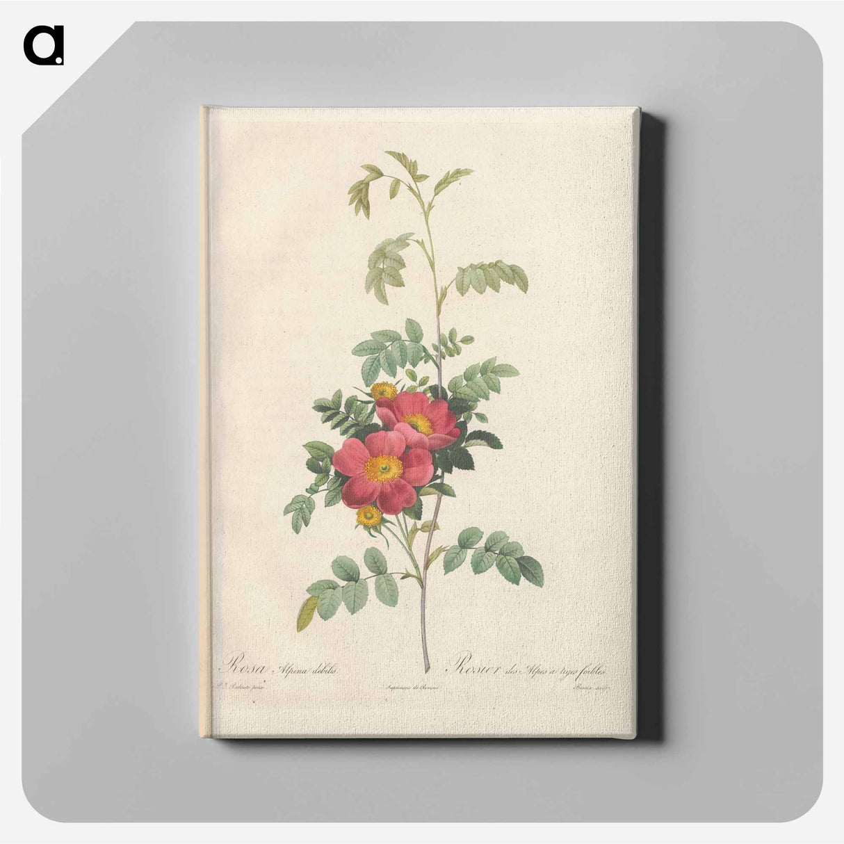 アートパネル-Rose illustration - ピエール ジョゼフ ルドゥーテ Canvas.
