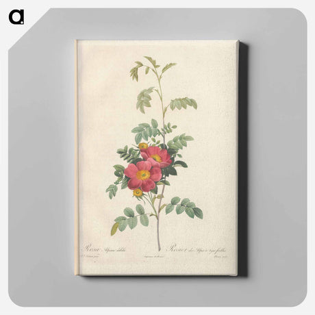 アートパネル-Rose illustration - ピエール ジョゼフ ルドゥーテ Canvas.