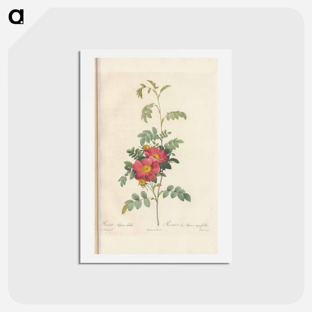 アートポストカード-Rose illustration - ピエール ジョゼフ ルドゥーテ Postcard.