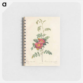 アートメモ帳-Rose illustration - ピエール ジョゼフ ルドゥーテ Memo.