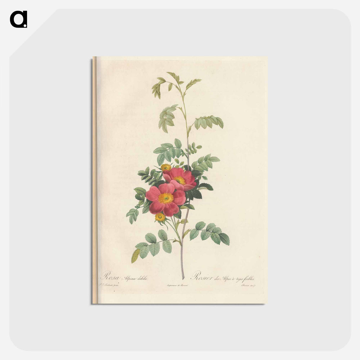アートポストカード-Rose illustration - ピエール ジョゼフ ルドゥーテ Postcard.