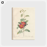 アートポストカード-Rose illustration - ピエール ジョゼフ ルドゥーテ Postcard.