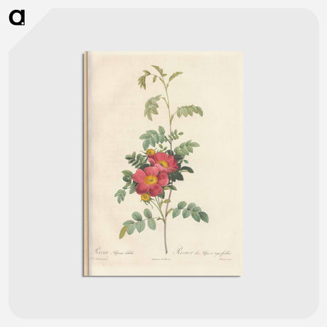 アートポストカード-Rose illustration - ピエール ジョゼフ ルドゥーテ Postcard.