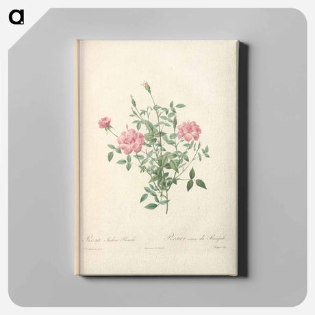 アートパネル-Rose illustration - ピエール ジョゼフ ルドゥーテ Canvas.