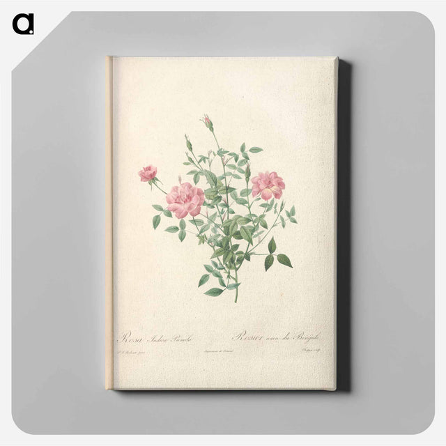 アートパネル-Rose illustration - ピエール ジョゼフ ルドゥーテ Canvas.