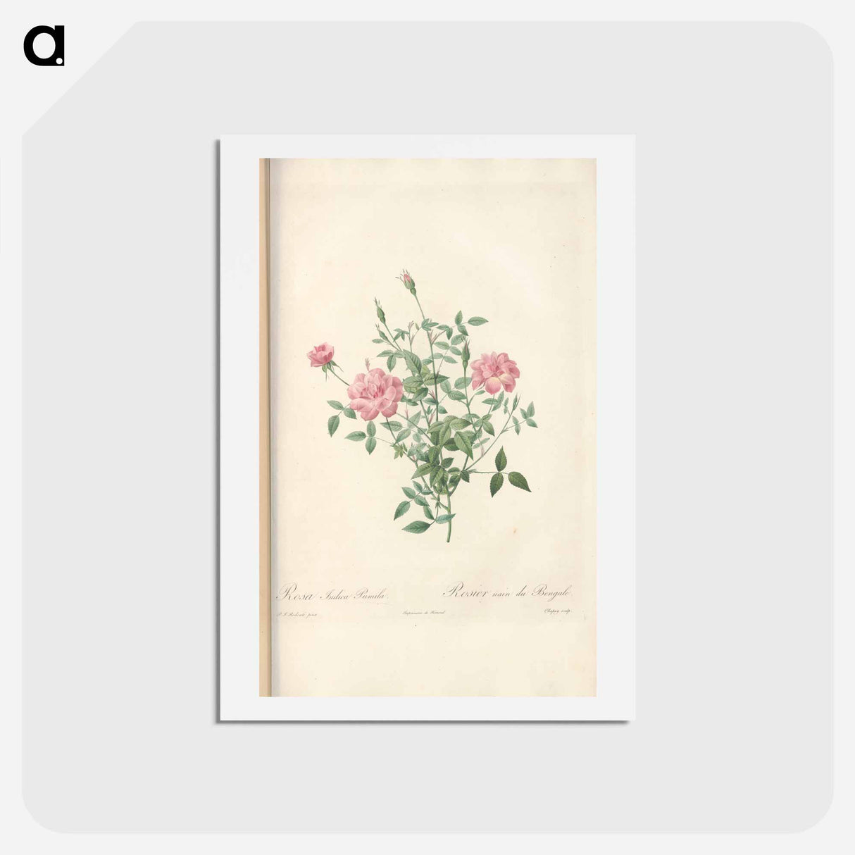 アートポストカード-Rose illustration - ピエール ジョゼフ ルドゥーテ Postcard.